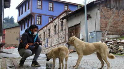 Nilüfer’den sokak hayvanları için beslenme seferberliği