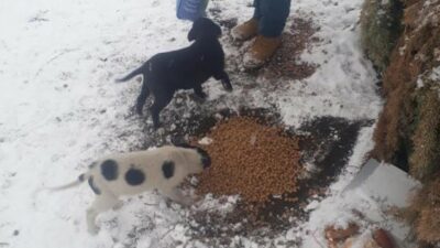 Orhangazi’de sokak hayvanları için doğaya yem bırakıldı