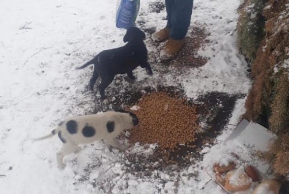 Orhangazi’de sokak hayvanları için doğaya yem bırakıldı