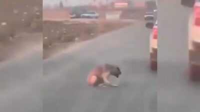 Araçtan köpeğe ateş edip yaralayan şüpheli yakalandı