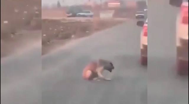 Araçtan köpeğe ateş edip yaralayan şüpheli yakalandı