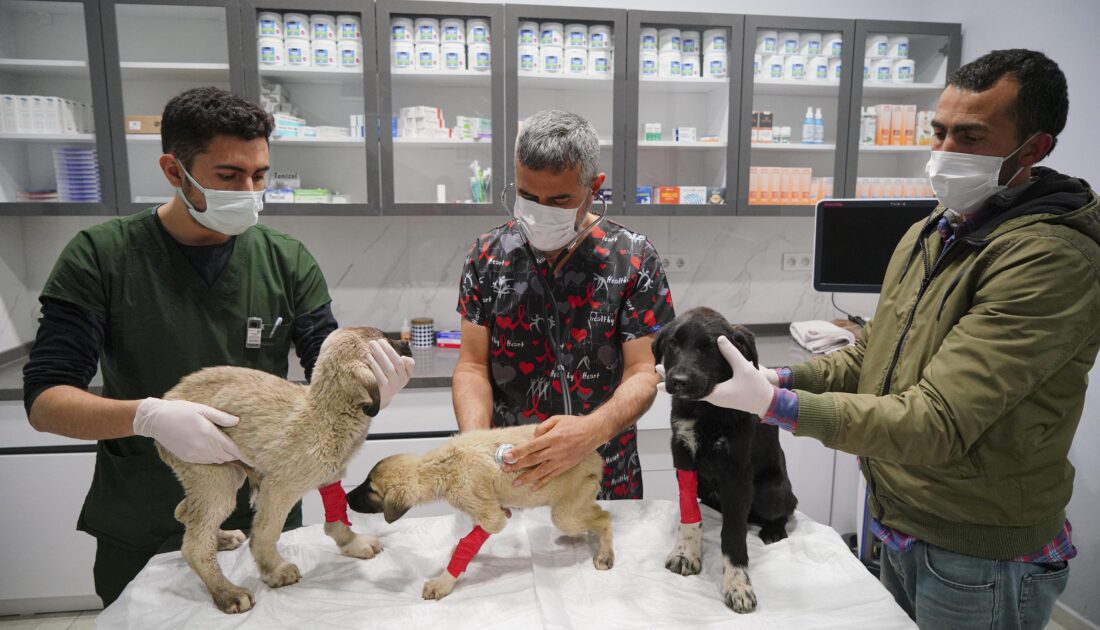 Can çekişirken bulunan yavru köpekler için parazit zehirlenmesi teşhisi