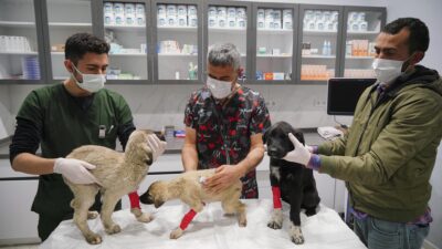 Can çekişirken bulunan yavru köpekler için parazit zehirlenmesi teşhisi