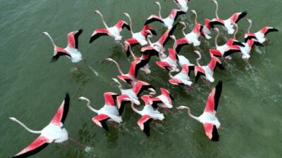 Akyatan Lagünü’nde 12 binden fazla flamingo ve turna sayıldı