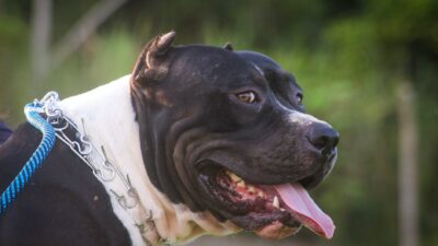 Gaziantep’te pitbull cinsi köpeğin saldırdığı kişi yaralandı