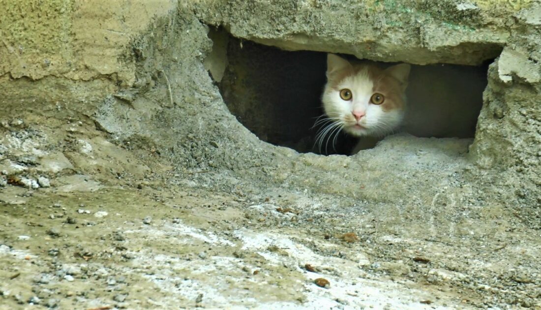 Duvarın oyuğuna saklanan kedilerin canlı canlı gömüldüğü iddia edildi