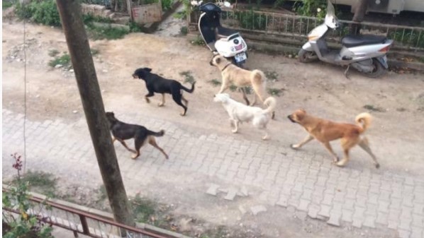 Bursa’da tarladaki çiftçi köpeklerin saldırısına uğradı