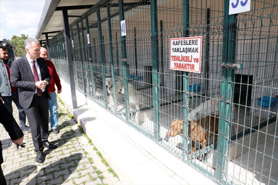 İnegöl Belediyesi’nden yasaklı ırk köpekler için çağrı