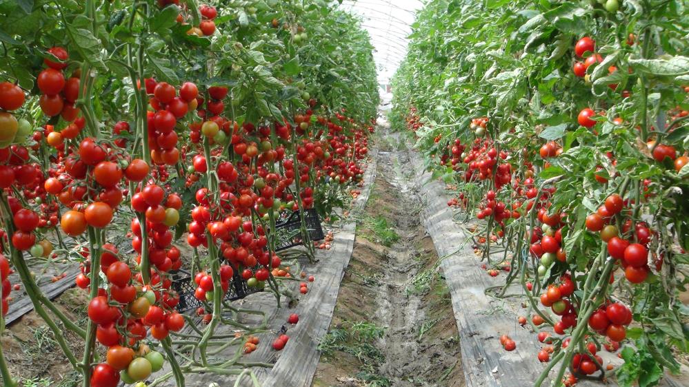 Örtü altı domates tarlada 15 lira markette 30 lira!