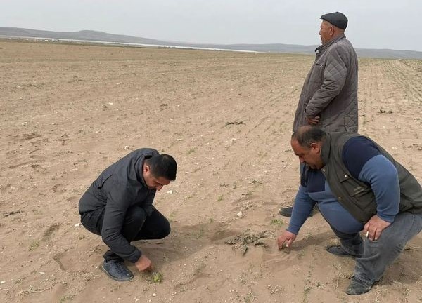 Kum fırtınası ekili alanlara zarar verdi