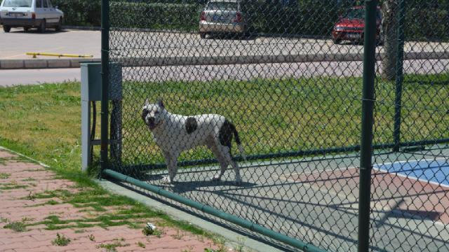 Tasmasız gezdirilen pitbull, başka bir köpeğe saldırdı