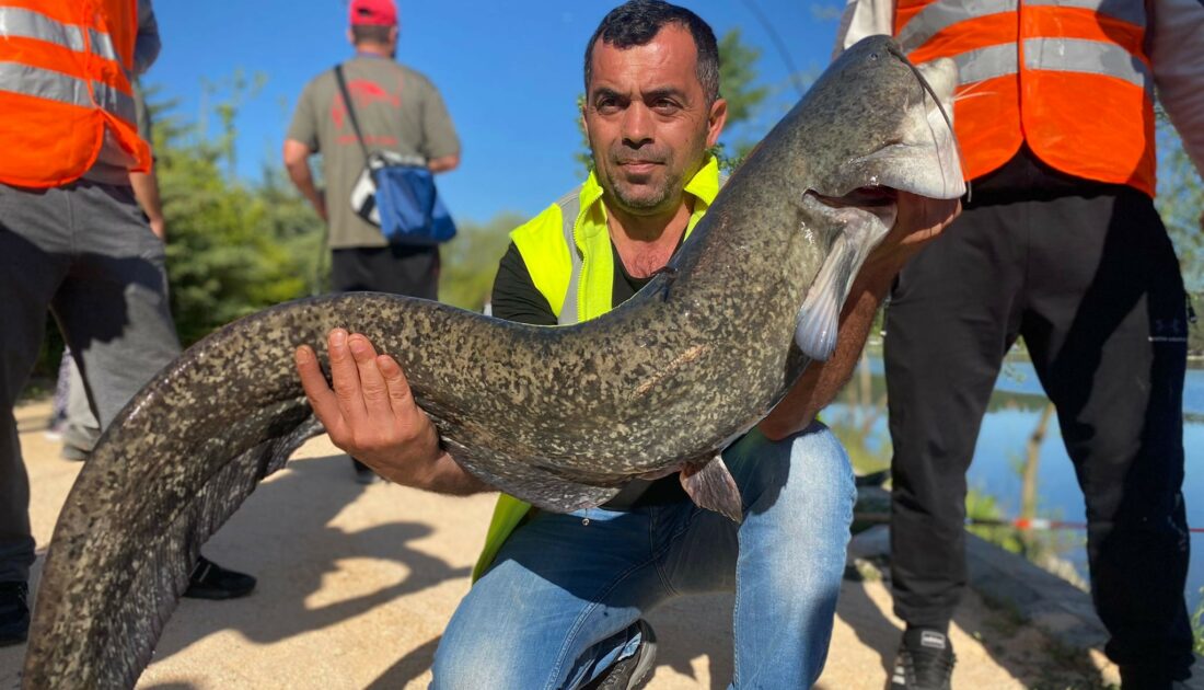 1 buçuk metrelik dev yayın balığı görenleri hayrete düşürdü