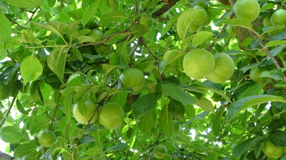 Bursa’nın meşhur İznik papaz eriği hasat için gün sayıyor