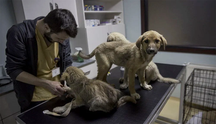 Ankara’da vahşet! Yavru köpekleri zehirlediler…