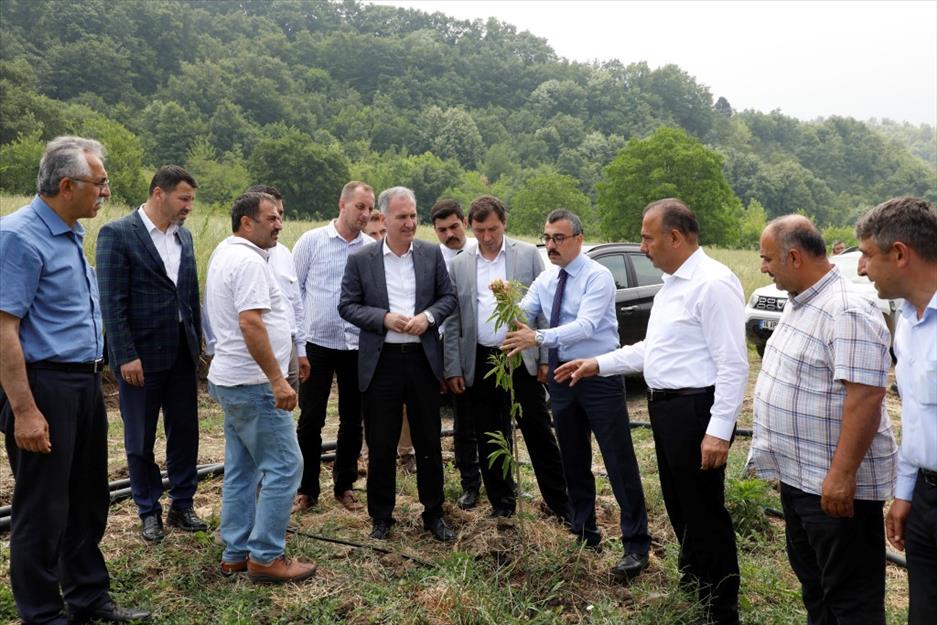 İnegöl’de kestane yeniden eski günlerine dönecek