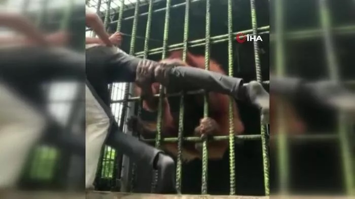 Orangutanı sinirlendirdi, elinden zor kurtuldu… İşte sosyal medyada viral olan o görüntüler!