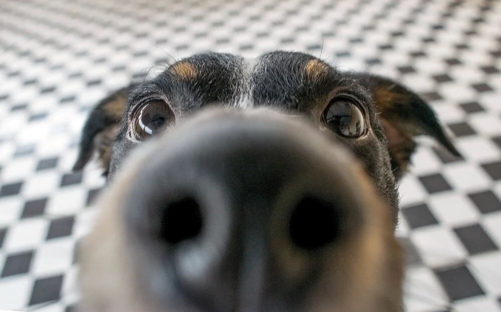 Köpekleri burun izlerinden tanıyabilen mobil uygulama geliştirildi