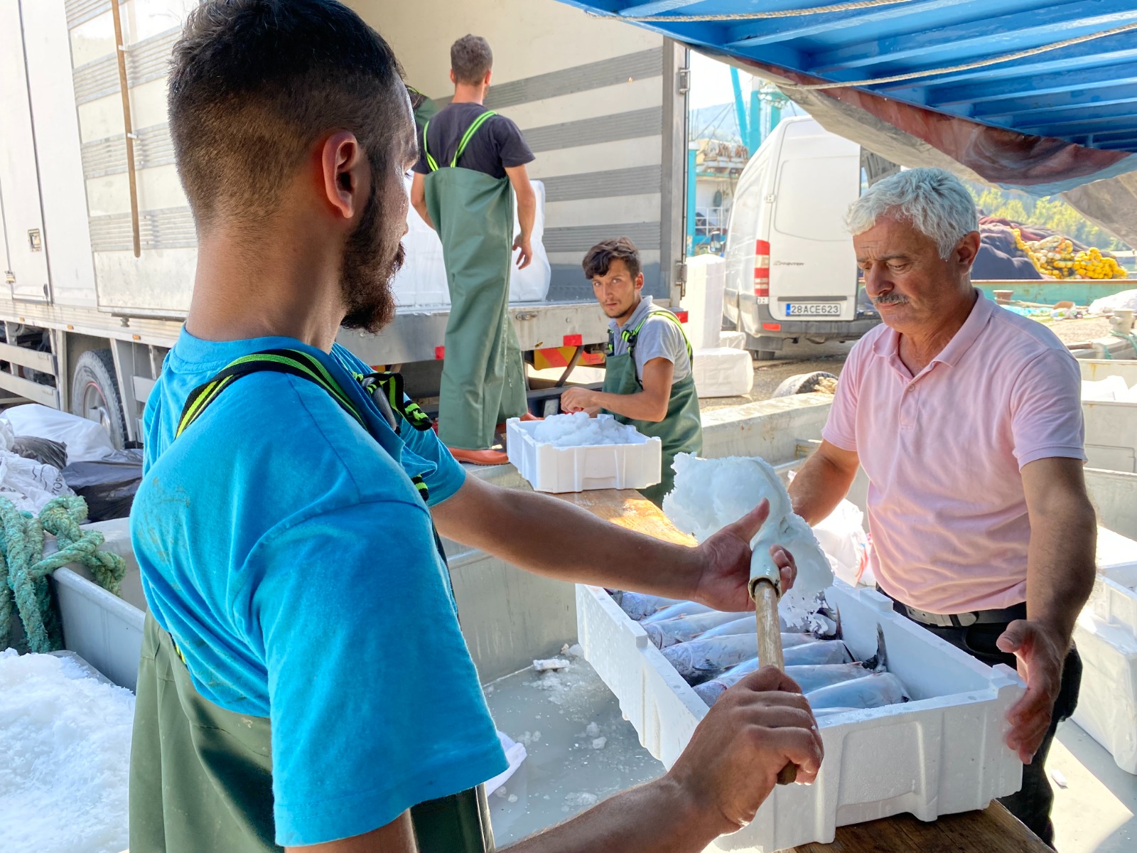 Karadeniz De Palamut Bollu U Tonlarca Bal Kla D N Yorlar Norm Haber