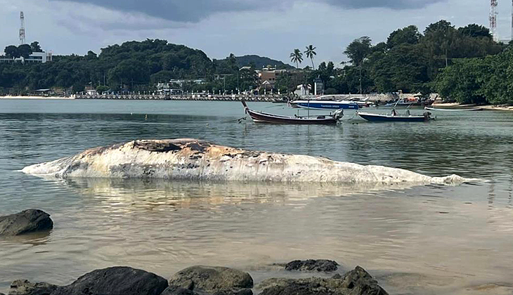 Tayland’da ölü balina kıyıya vurdu