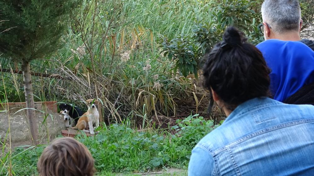 Bursa’da yavru köpeklere sahip çıktılar