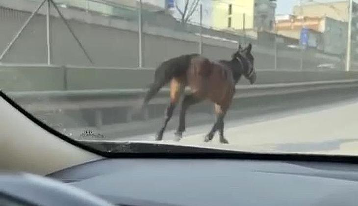 Bursa’da başıboş atlar trafiği tehlikeye sokuyor