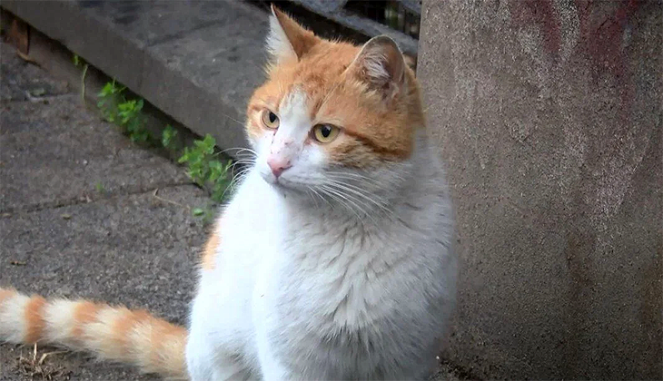 Kadıköy’de toplu kedi ölümleri