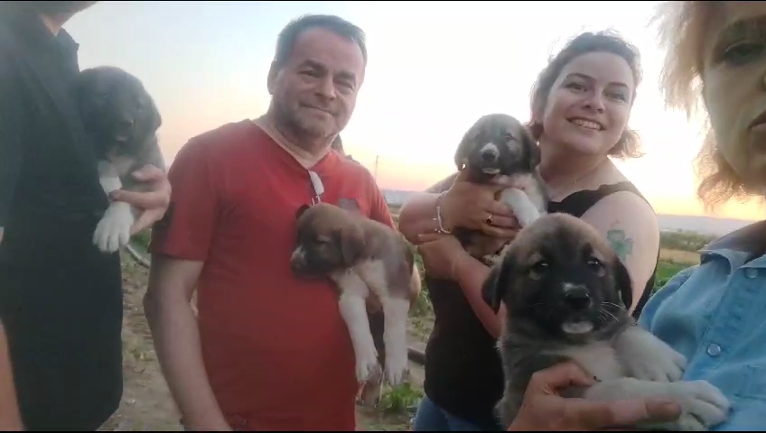 Bursa’da tüfekle öldürülen köpeğin yavruları sahiplendiriliyor