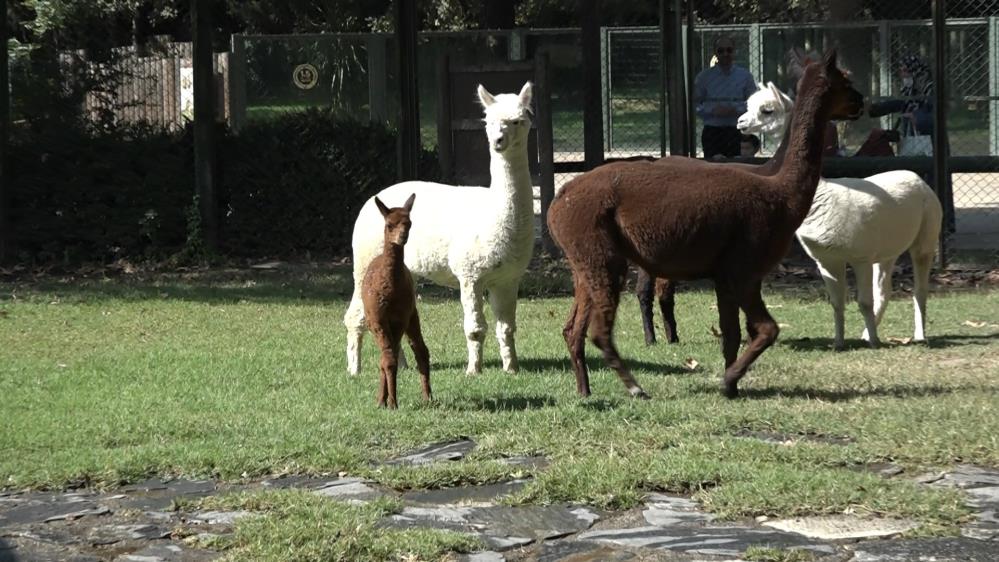 Yavru alpaka Bursa’nın neşe kaynağı oldu