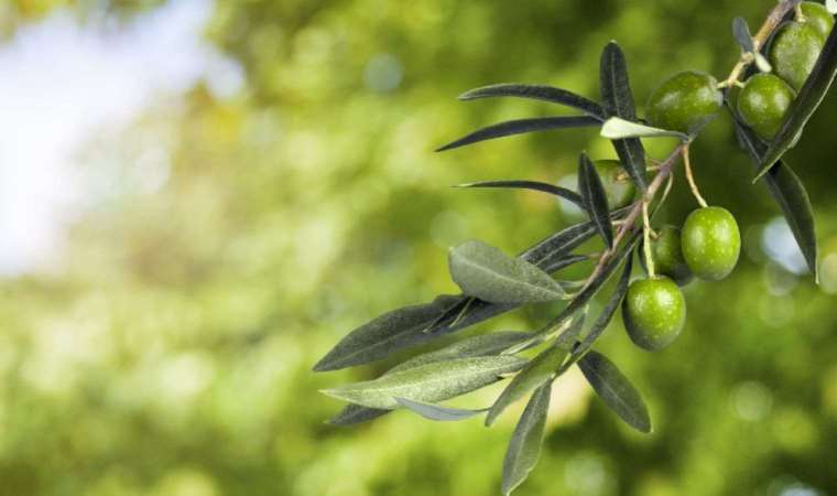 Zeytin yaprağının inanılmaz etkisi: Hipokrat da tedavi için kullanıyordu