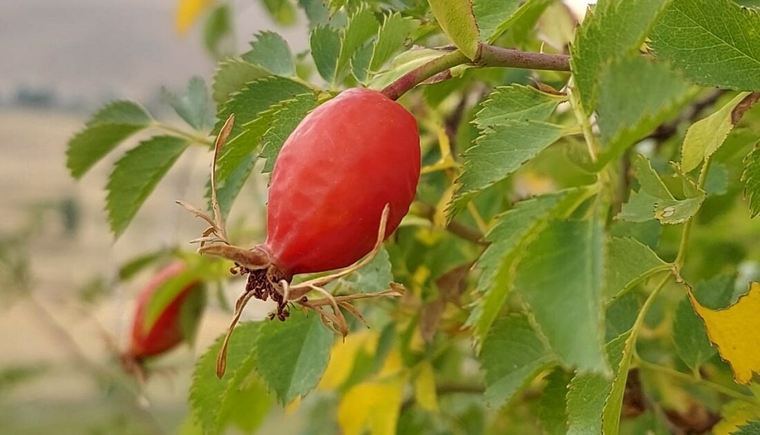 Şifa deposu kuşburnunda kış hazırlığı