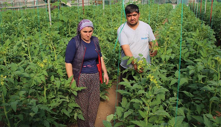 Seraya girip yabancı ot ilacı attılar: Fidanların tamamı ölecek