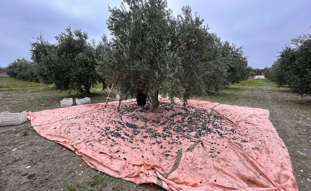 Mudanya’dan bu yıl 4 bin 500 ton zeytin çıktı