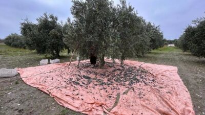 Mudanya’dan bu yıl 4 bin 500 ton zeytin çıktı