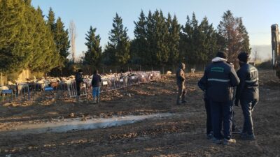 Tarım arazilerine zarar veren koyunlara zabıta müdahale etti