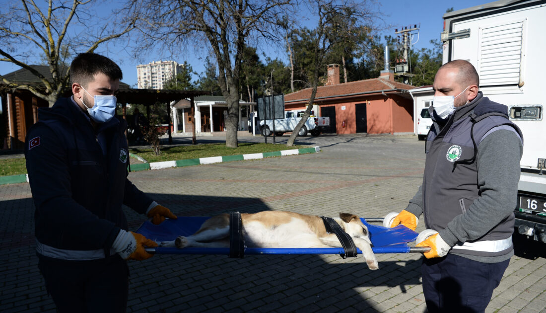 Bursa’da yaralanan köpek sağlığına kavuştu