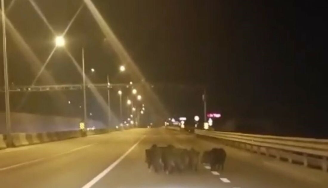 Bursa’da domuz paniği! Sürücüler zor anlar yaşadı