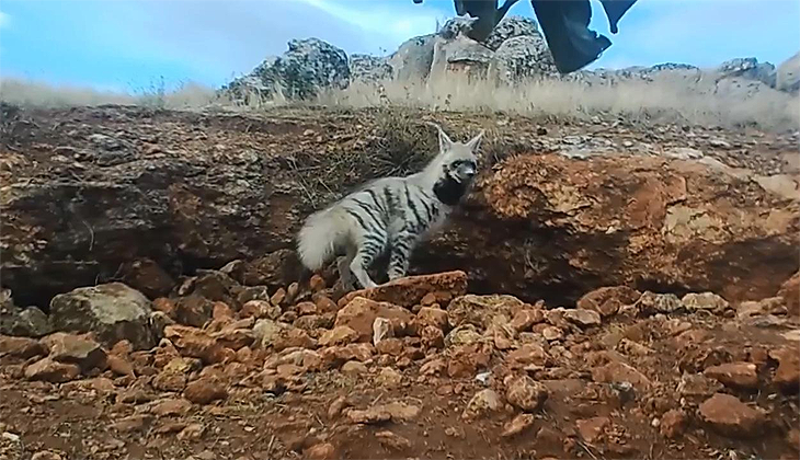 Çizgili sırtlan fotokapanla görüntülendi