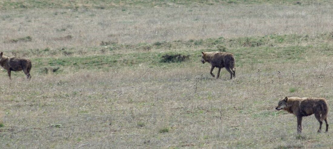 Bayburt’ta ilçeye inen 3 kurt arazide görüldü