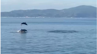 Bursa’da yunuslar vatandaşlara görsel resital sundu