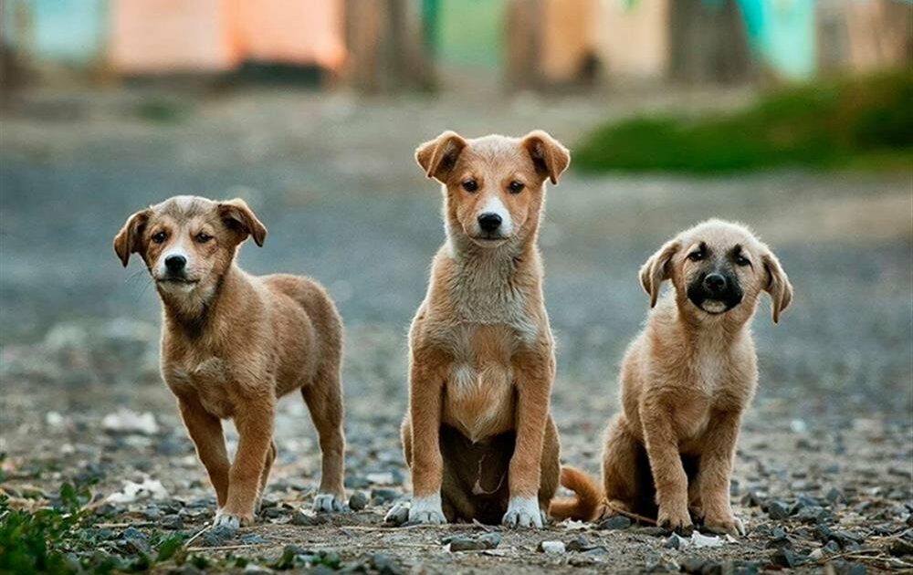 Bursalılar sahipsiz hayvanların uyutulmasına yönelik yasal düzenleme kararına ne diyor?