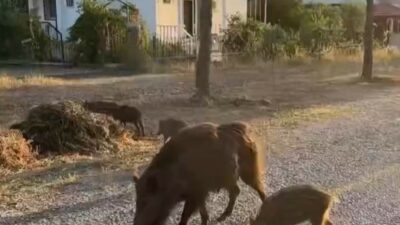 Bursa’da aç kalan domuzları kurabiye ile besledi