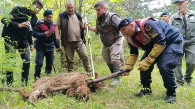 Uludağ’da yaralı ayı seferberliği