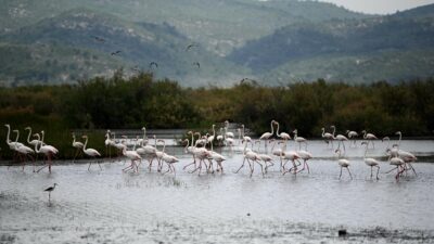 Flamingolardan görsel şölen