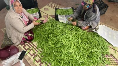 İznik’in meşhur nazende fasulyesi toplanmaya başladı