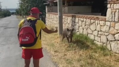 Bursa’da aç kalan domuzu bisküvi ile besledi