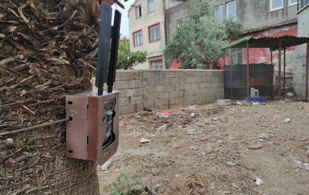 Fethiye’de piton yılanı alarmı: Bulunması için fotokapan kuruldu