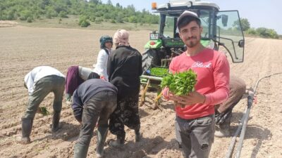 Bursa’da yeşil altın fideleri toprakla buluştu