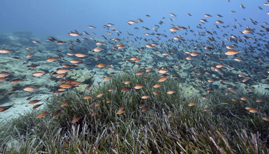 İklim değişikliği denizlerdeki biyoçeşitliliği karadan daha çok etkiledi