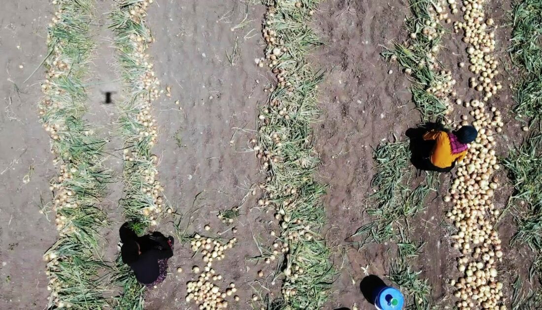 Amasya’da soğan hasadı başladı: Tarlada kilosu 7 TL