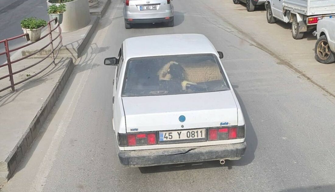 Otomobilin arka koltuğunda koyunu görenler şaştı kaldı